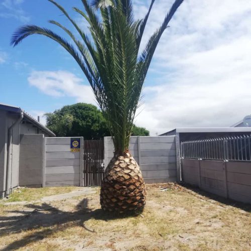 Professional Tree Felling & Removal Services Professional Tree Felling & Removal Services in Cape Town (2)