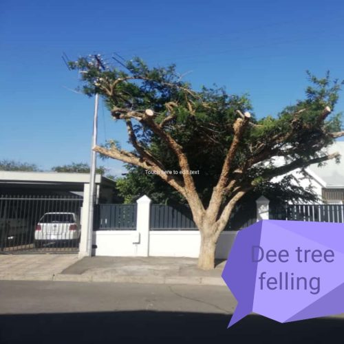 Professional Tree Felling & Removal Services Professional Tree Felling & Removal Services in Cape Town (3)