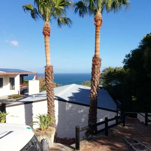 Professional Tree Felling & Removal Services Professional Tree Felling & Removal Services in Cape Town (4)