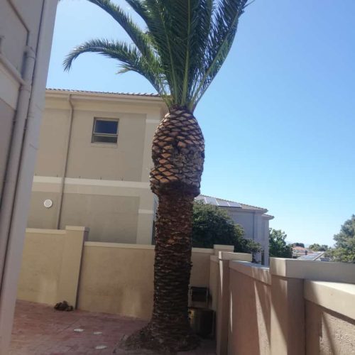 Professional Tree Felling & Removal Services Professional Tree Felling & Removal Services in Cape Town (5)
