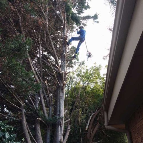 Professional Tree Felling & Removal Services Professional Tree Felling & Removal Services in Cape Town (7)