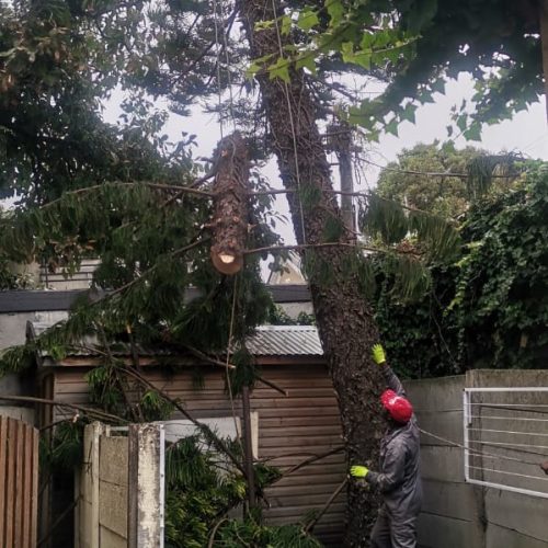 Professional Tree Felling & Removal Services Professional Tree Felling & Removal Services in Cape Town (8)
