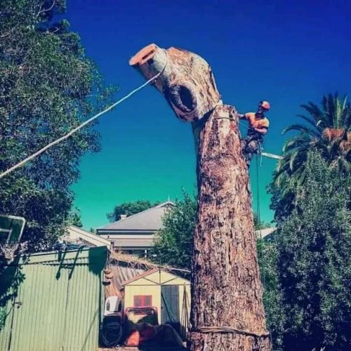 Professional Tree Felling & Removal Services Professional Tree Felling & Removal Services in Cape Town (9)